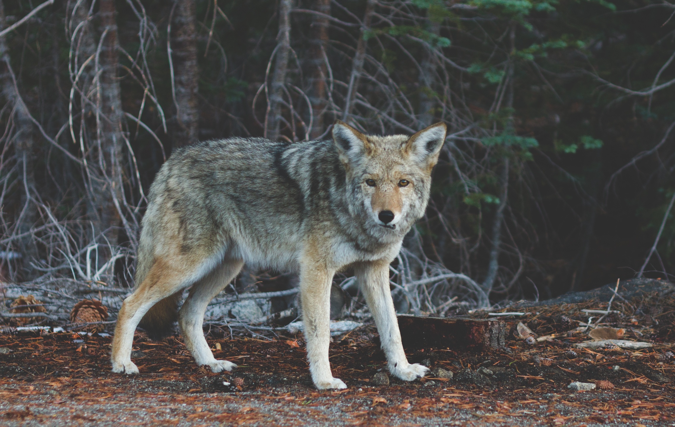 WOLF:  Ignoring Warning Dreams Will Cost You Severely