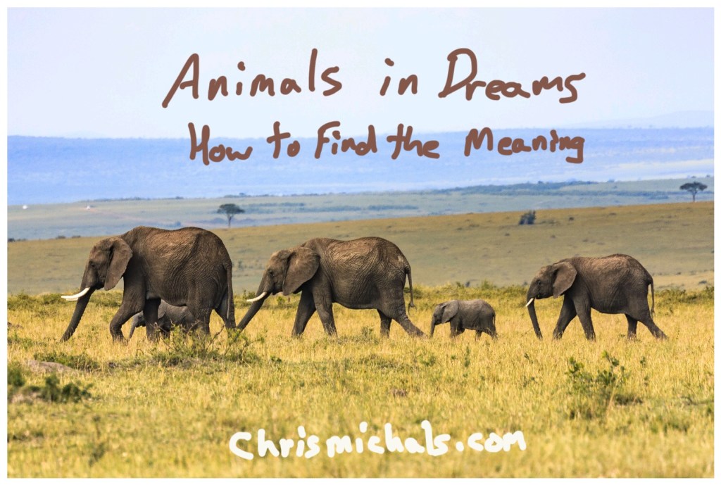 Animals in Dreams: How To Find The Meaning | Reader Testimony