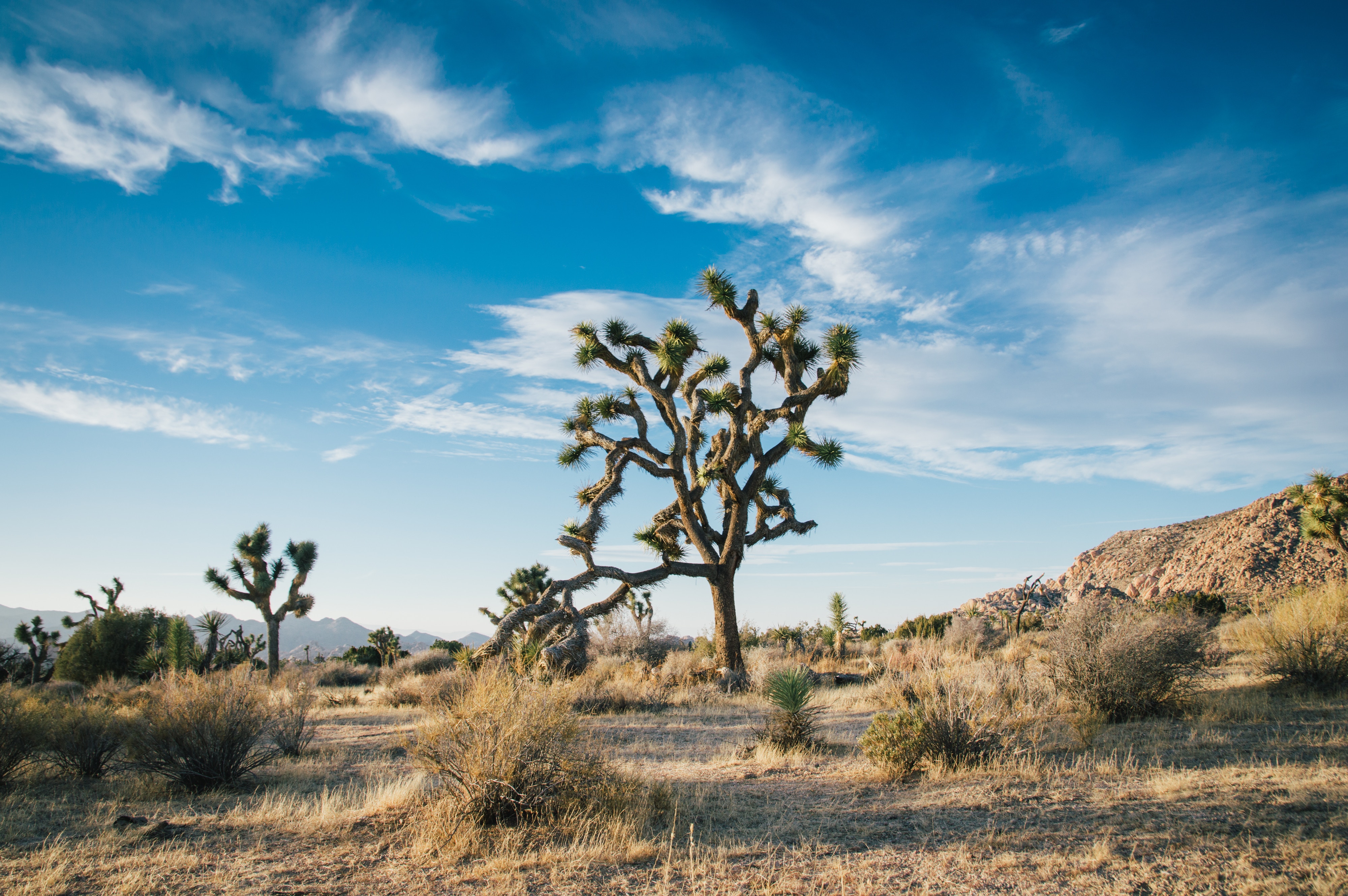 Purpose of the Wilderness & Requirements for Getting Out | Personal Experience & Video