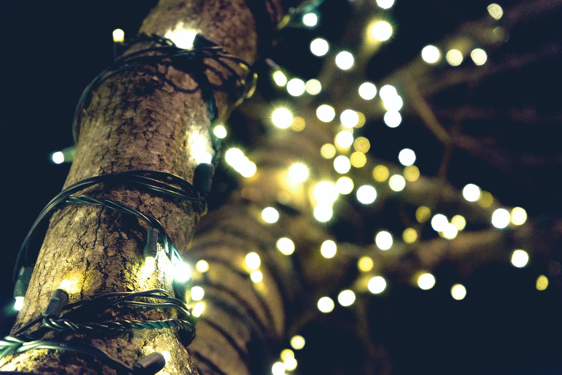 Researching Clues To Find The Meaning Of A Vision (A Lighted Tree & A Winter Scene)